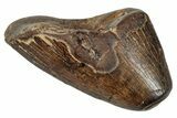 Tyrannosaur Tooth Tip - Judith River Formation #276481-1